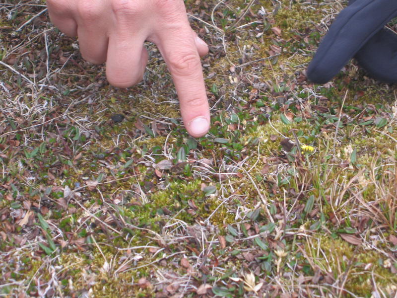 Ein Baum in Spitzbergen: die arktische Weide